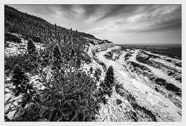 Vipers Bugloss In Monochrome