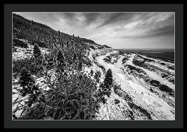 Vipers Bugloss In Monochrome