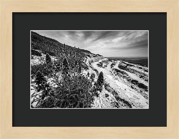 Vipers Bugloss In Monochrome