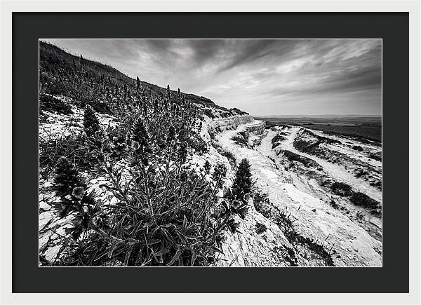 Vipers Bugloss In Monochrome