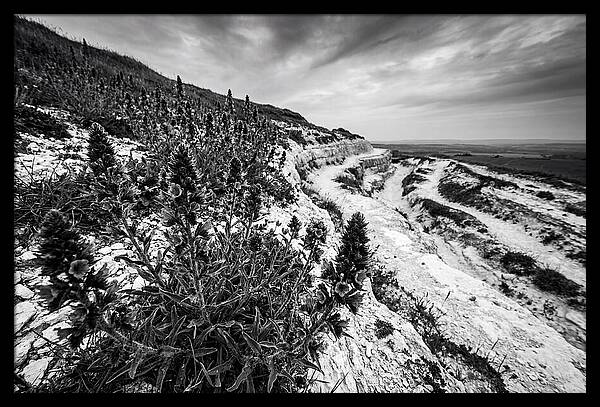 Vipers Bugloss In Monochrome