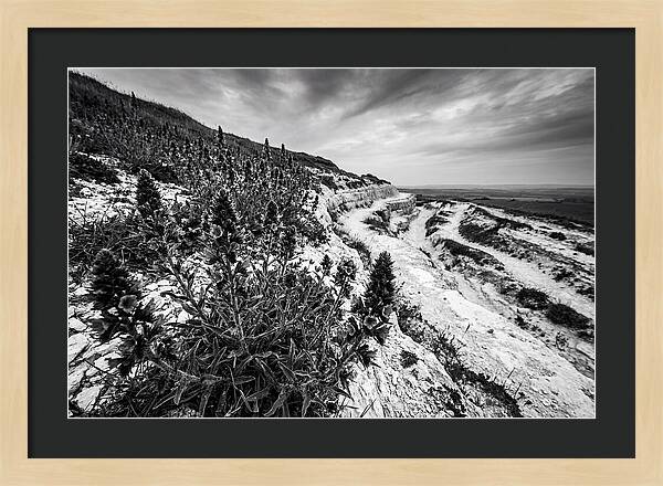 Vipers Bugloss In Monochrome