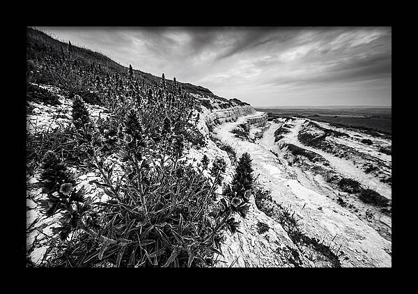 Vipers Bugloss In Monochrome