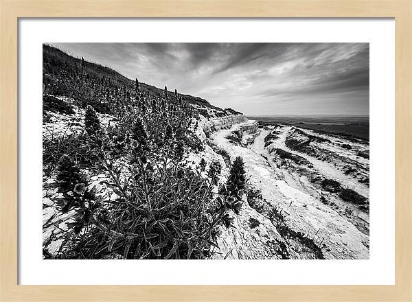 Vipers Bugloss In Monochrome