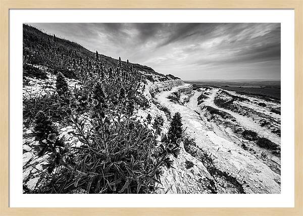 Vipers Bugloss In Monochrome
