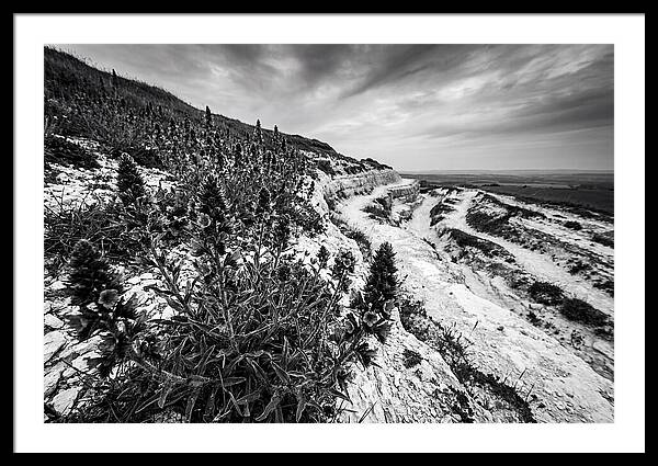 Vipers Bugloss In Monochrome
