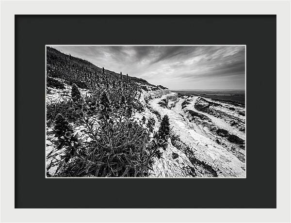 Vipers Bugloss In Monochrome