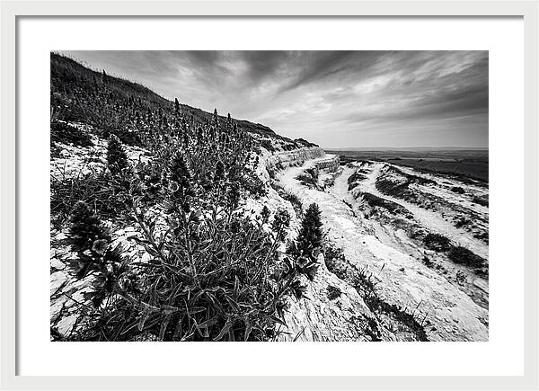 Vipers Bugloss In Monochrome