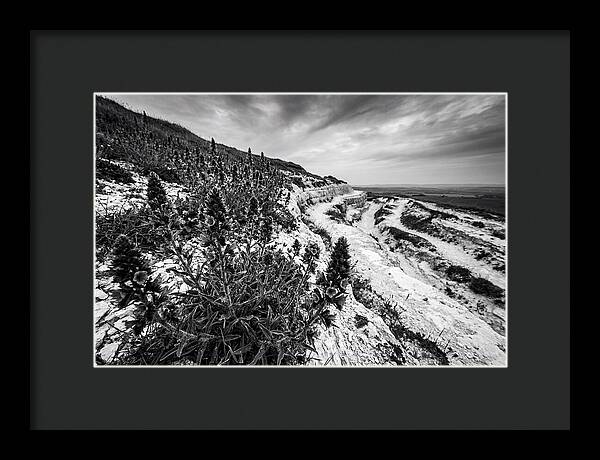 Vipers Bugloss In Monochrome