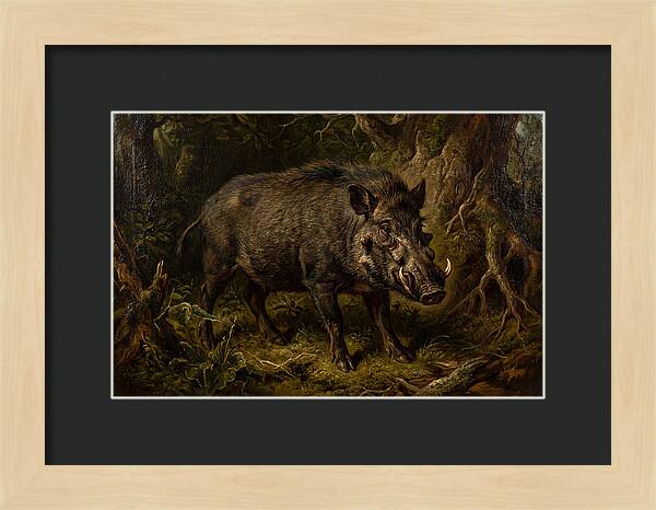 Visayan Warty Pig In Nature