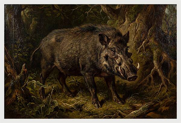 Visayan Warty Pig In Nature