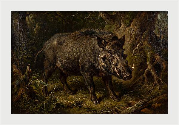 Visayan Warty Pig In Nature