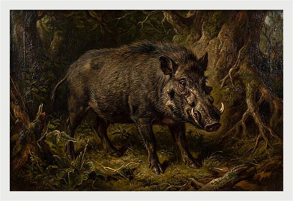 Visayan Warty Pig In Nature
