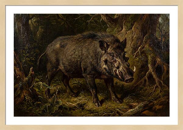 Visayan Warty Pig In Nature