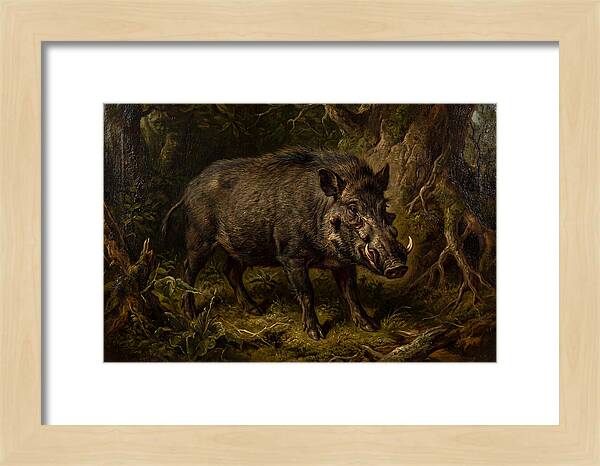 Visayan Warty Pig In Nature