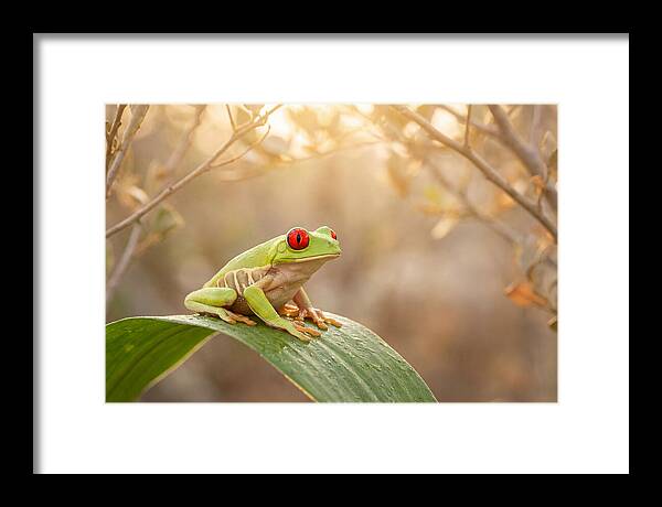 Vivid Redeyed Tree Frog