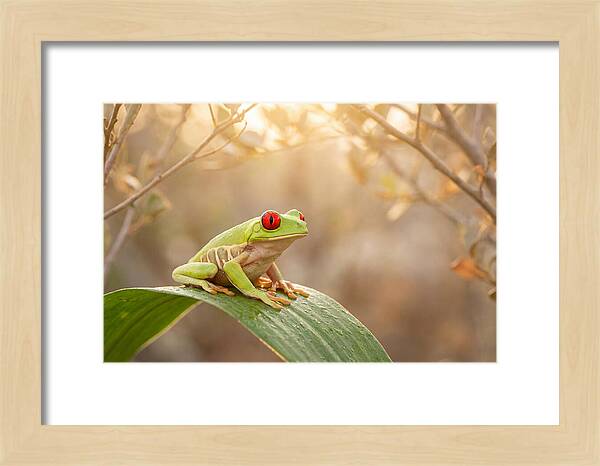 Vivid Redeyed Tree Frog