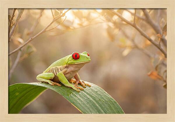 Vivid Redeyed Tree Frog