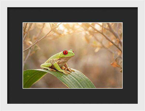 Vivid Redeyed Tree Frog