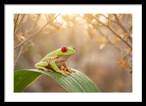 Vivid Redeyed Tree Frog