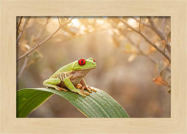 Vivid Redeyed Tree Frog