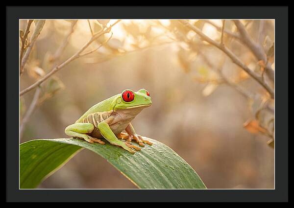 Vivid Redeyed Tree Frog