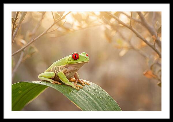 Tree Frog Art