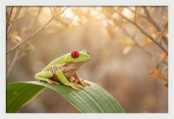 Vivid Redeyed Tree Frog