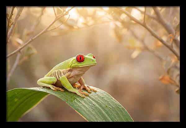 Vivid Redeyed Tree Frog