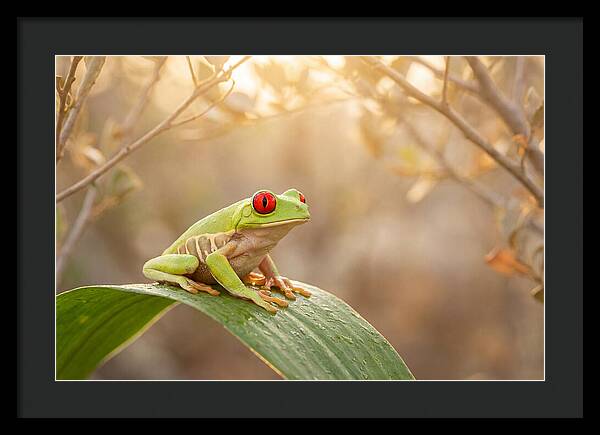 Vivid Redeyed Tree Frog