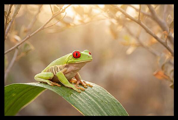 Vivid Redeyed Tree Frog