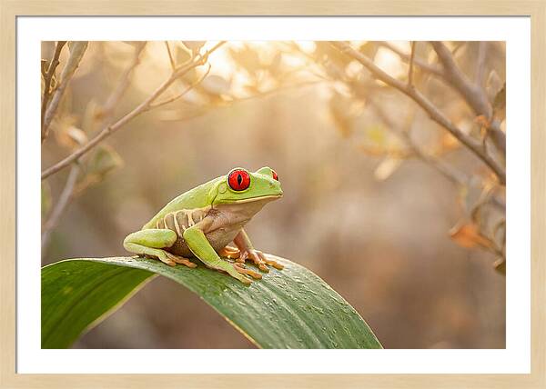 Vivid Redeyed Tree Frog