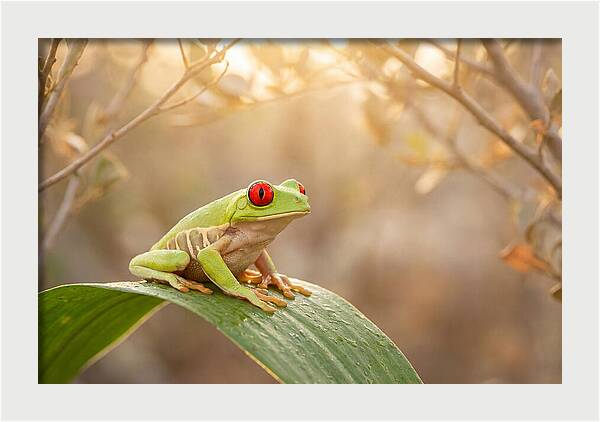 Vivid Redeyed Tree Frog