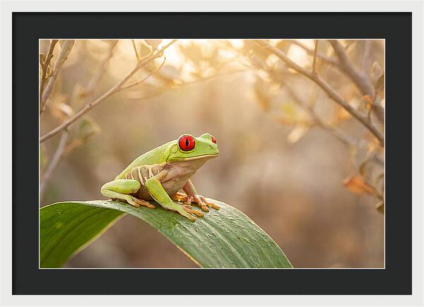 Vivid Redeyed Tree Frog