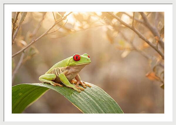 Vivid Redeyed Tree Frog