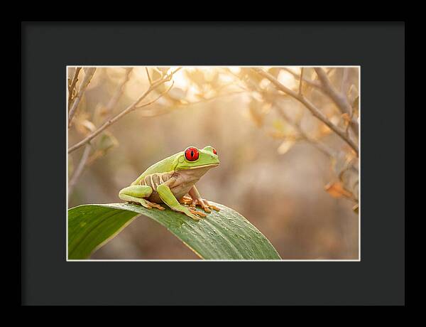 Vivid Redeyed Tree Frog