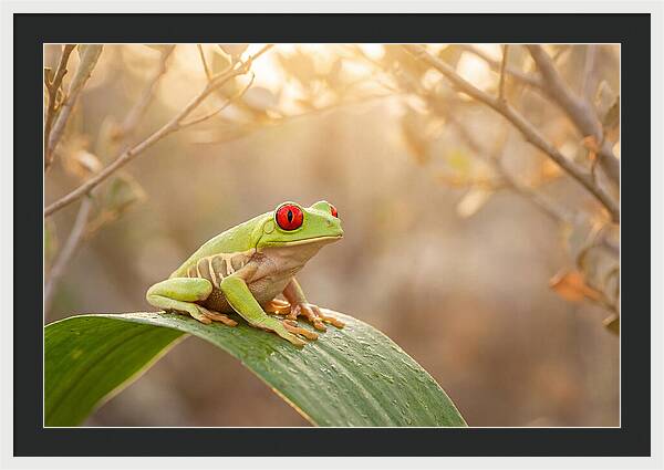 Vivid Redeyed Tree Frog