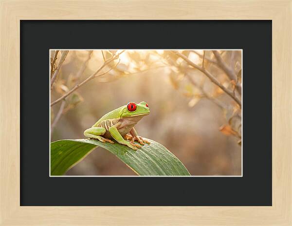 Vivid Redeyed Tree Frog