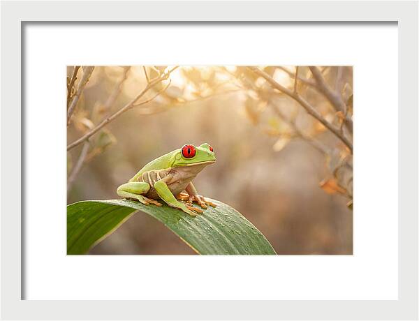 Vivid Redeyed Tree Frog