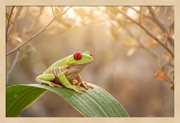 Vivid Redeyed Tree Frog