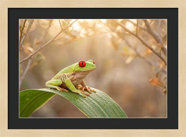 Vivid Redeyed Tree Frog