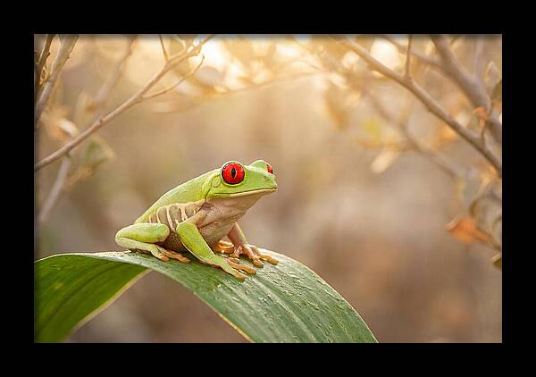 Vivid Redeyed Tree Frog