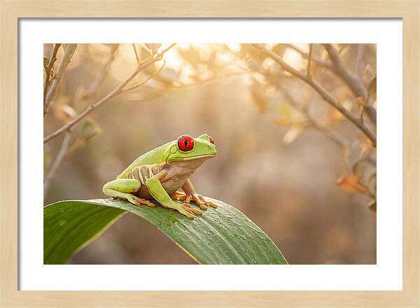 Vivid Redeyed Tree Frog