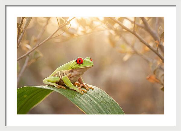 Vivid Redeyed Tree Frog