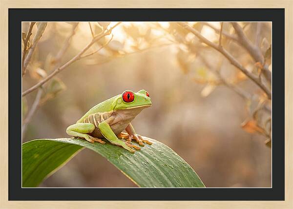 Vivid Redeyed Tree Frog