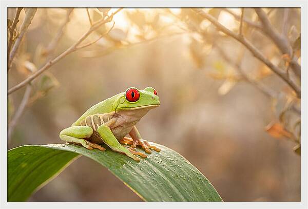 Vivid Redeyed Tree Frog