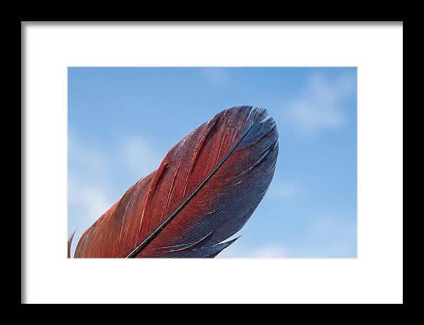 Vivid Scarlet Macaw Feather