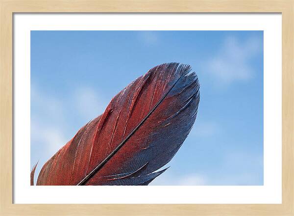 Vivid Scarlet Macaw Feather