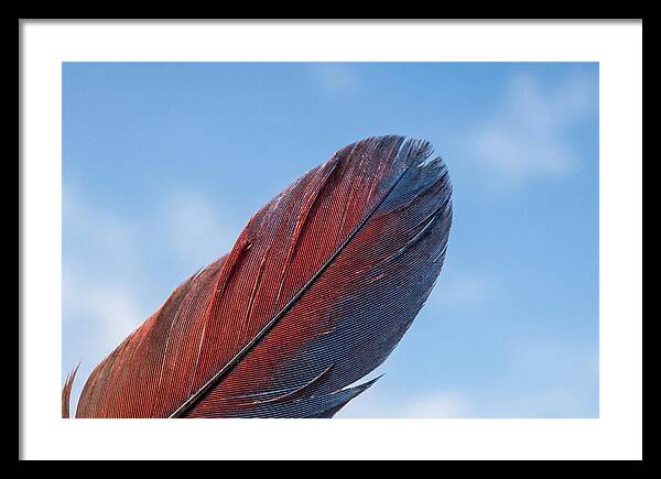 Vivid Scarlet Macaw Feather