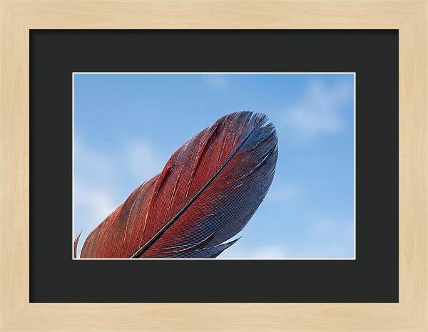 Vivid Scarlet Macaw Feather